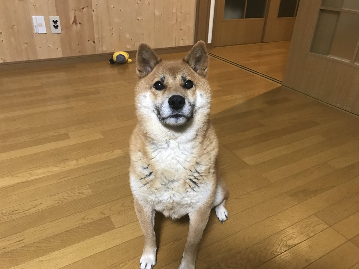 迷い犬 Inusagasi16 Twitter