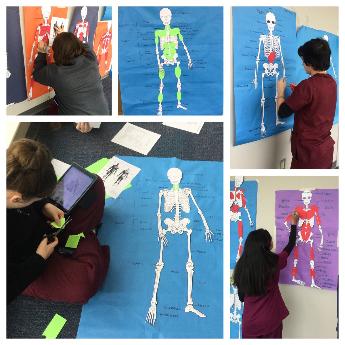 TollesPharmTech's tweet photo. Pharmacy Juniors finishing up their models of musculoskeletal system @TollesTech https://t.co/Q63laBRAav