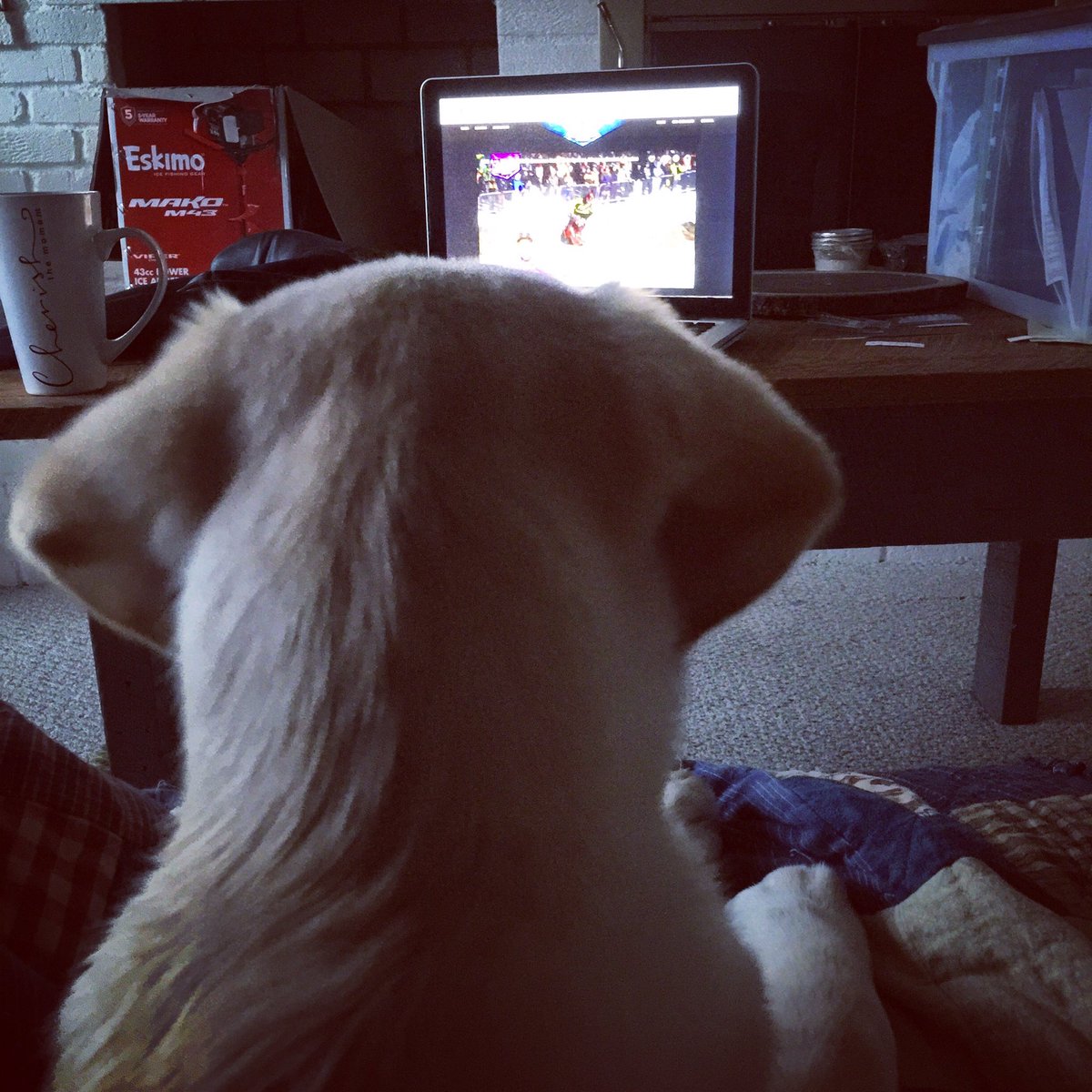 Chelsie Skorich tweet media