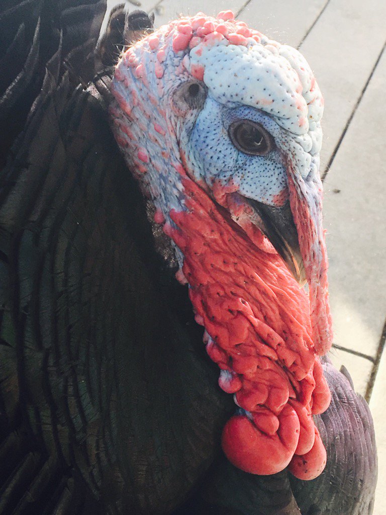 AnneMarieDapp's tweet photo. Ichabod the Turkey #LoveThenDontEatThem #Turkeys #CompassionForFarmAnimals #Vegan #Vegetarian π¦ https://t.co/toQ8HanRhY