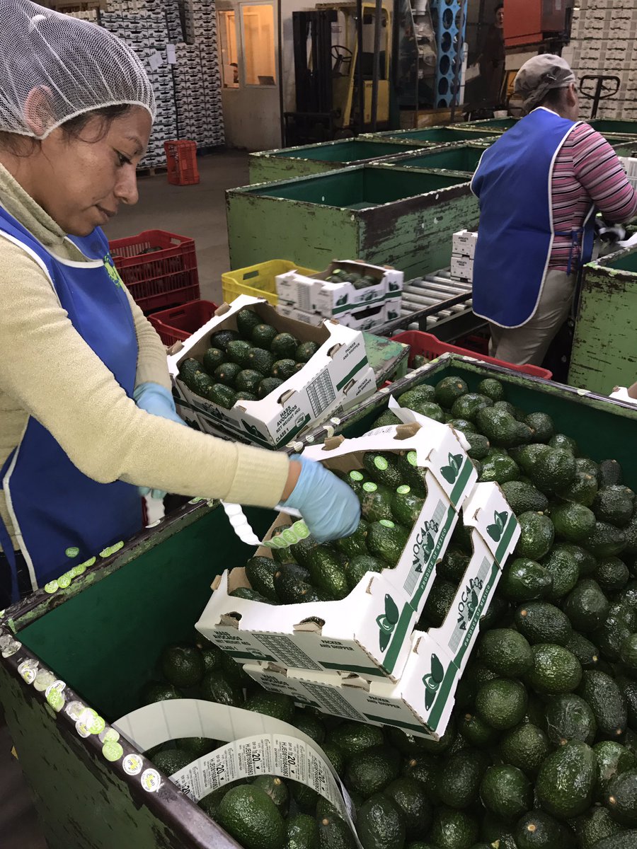 EnterprisesHH's tweet photo. Packing a 20 count box, 4 Kg, Organic Hass Avocados from Mexico to Canada, packed by mexican hands, Mexican proud, is H&amp;H! https://t.co/x7VdaHdkwt