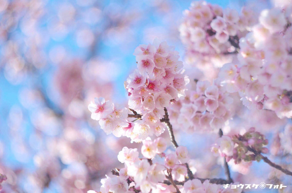 kyousukeimg's tweet photo. 「春一番」

地蔵の辻の早咲き桜。
まだ5分咲き程度でしたが、一足先に春を体感してきました。

#写真好きな人と繋がりたい https://t.co/gq0jrkiY2R