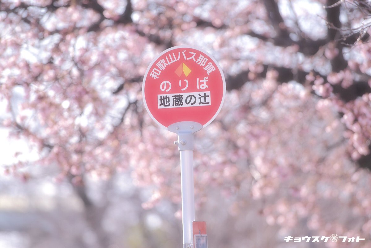 kyousukeimg's tweet photo. 「春一番」

地蔵の辻の早咲き桜。
まだ5分咲き程度でしたが、一足先に春を体感してきました。

#写真好きな人と繋がりたい https://t.co/gq0jrkiY2R