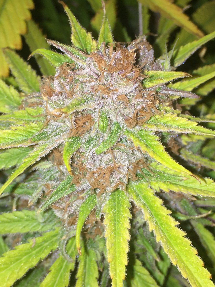 LeefSuzy's tweet photo. #LeefOil #indoorperpetualgrow #co2oil #allsiliconepucks #b2bsalesandprocessing #tollandsplitprocessing https://t.co/fvtYef6Ox5