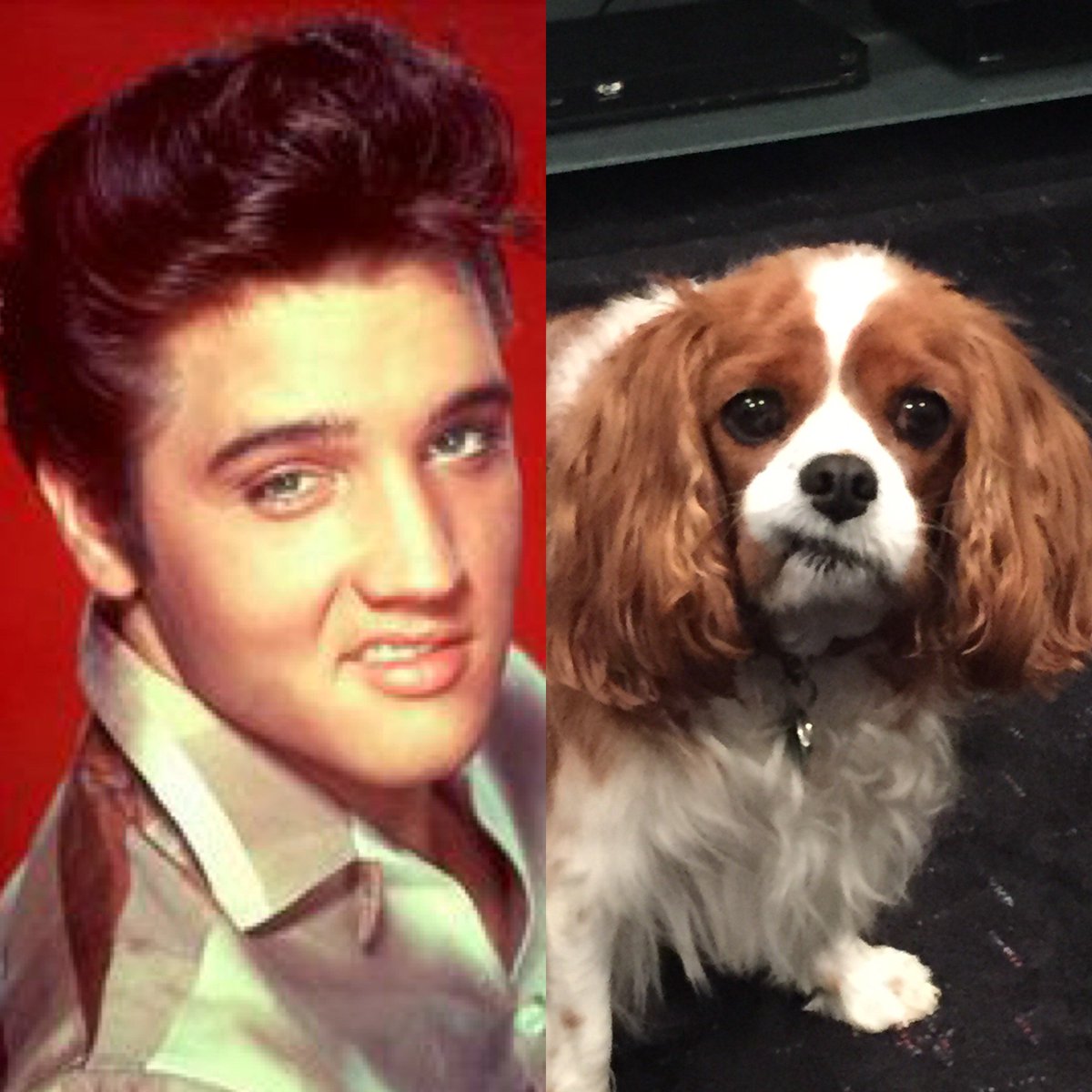Kyle_Scharf's tweet photo. I know, my dog has a celebrity look alike. Thank you, thank you very much https://t.co/O8yViXW0oy