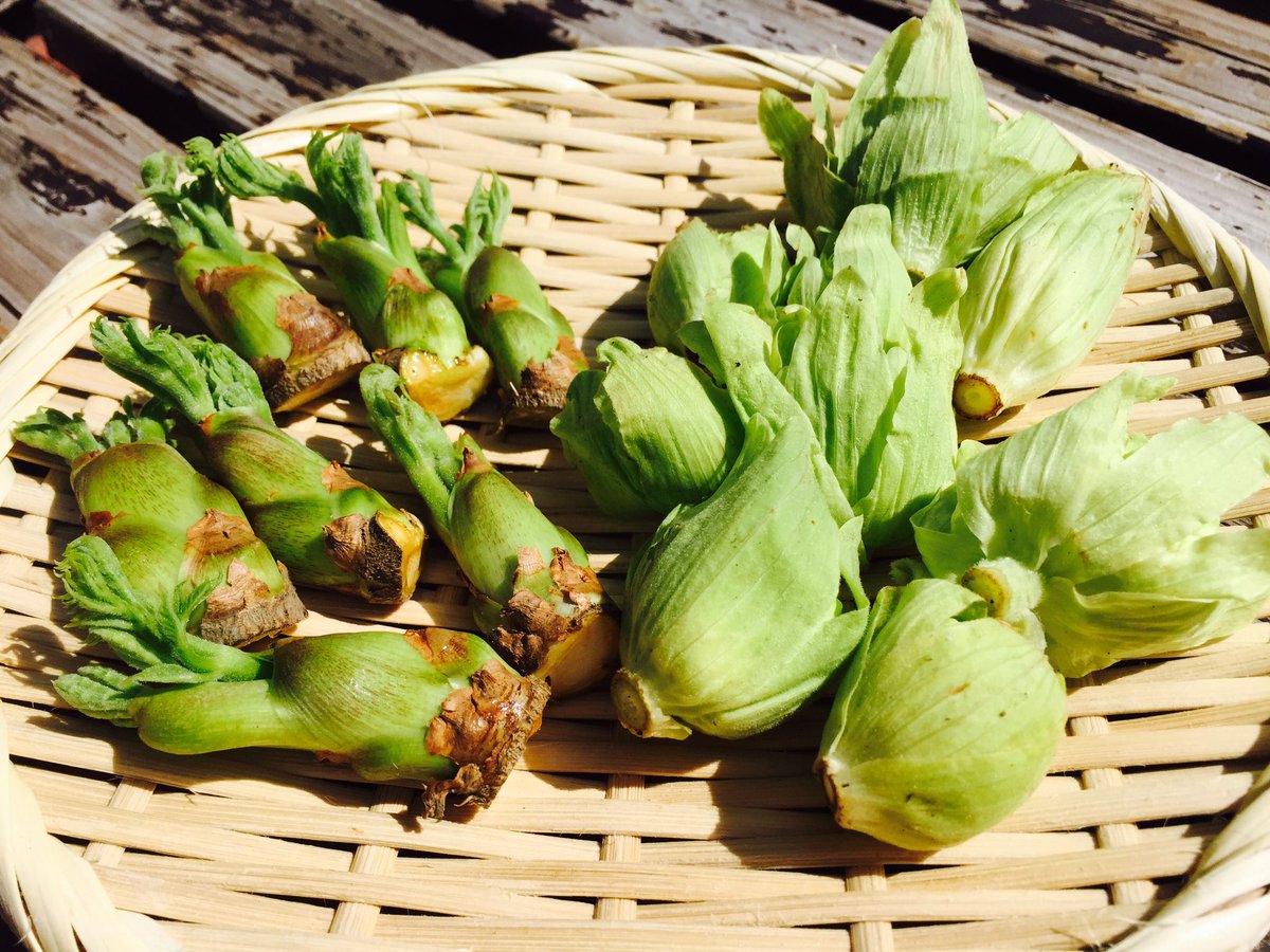 武蔵野うどん たまや 本日 今シーズン初の ふきのとう と たらの芽 が数量限定で入荷しております 香り豊かな 春の味覚を 天ぷらで どうぞ ﾉ 山菜 たらの芽 ふきのとう 山菜の王様 天ぷら Wildvegitable T Co Jvognlvybs