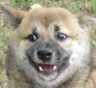 HoshiWorld's tweet image. Beliebers: lets defend Justin by being racist to kpop groups and their fans. #justinisracist