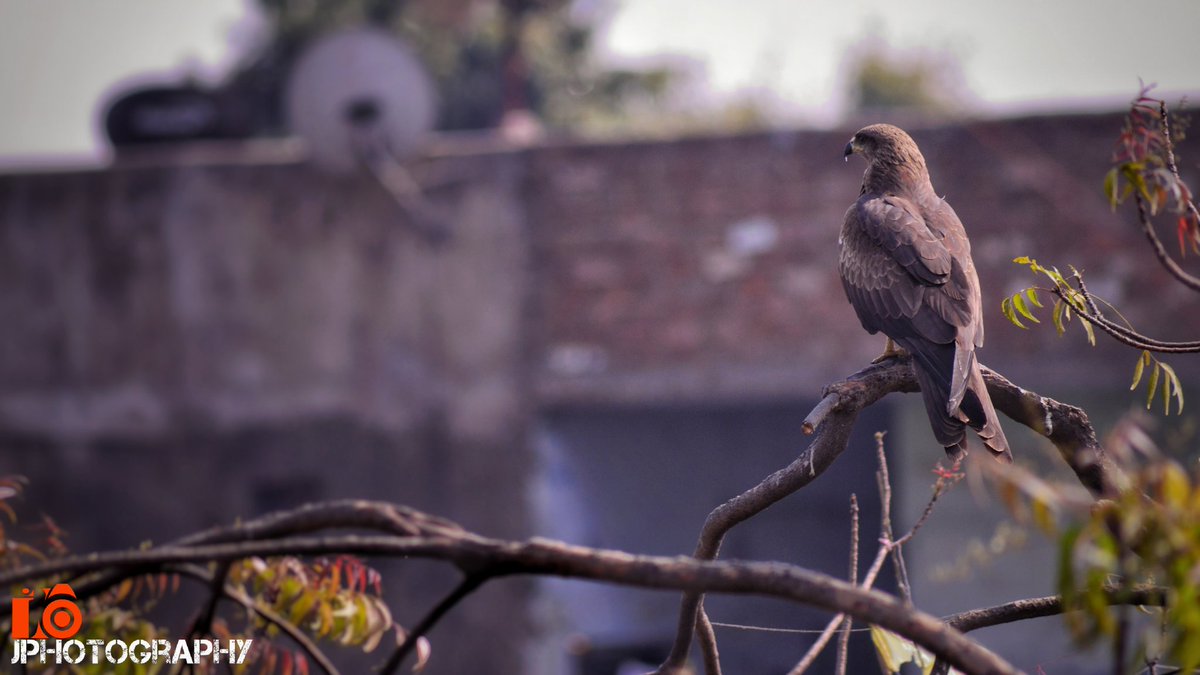 JAYWITHJZ's tweet photo. #jphotography
#Photography
@jaywithjz
#morning
#memories 
#nature 
#nikon
#nikond3200
#sigma_lens
#Landscape 
#wildlife
#birdphotography https://t.co/Tz3WGCerJv