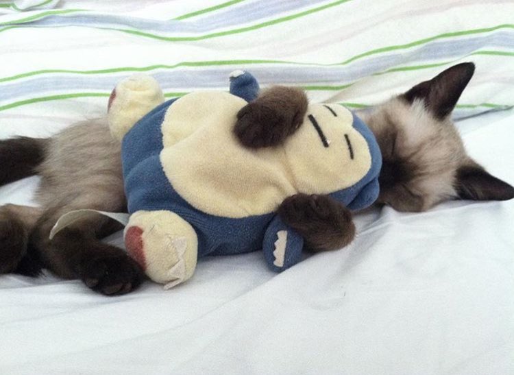 PokeTrends's tweet photo. This is adorable 😻 https://t.co/SmjzxkDVCB