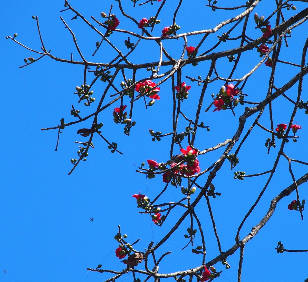 Flowers of Sri Lanka tweet media