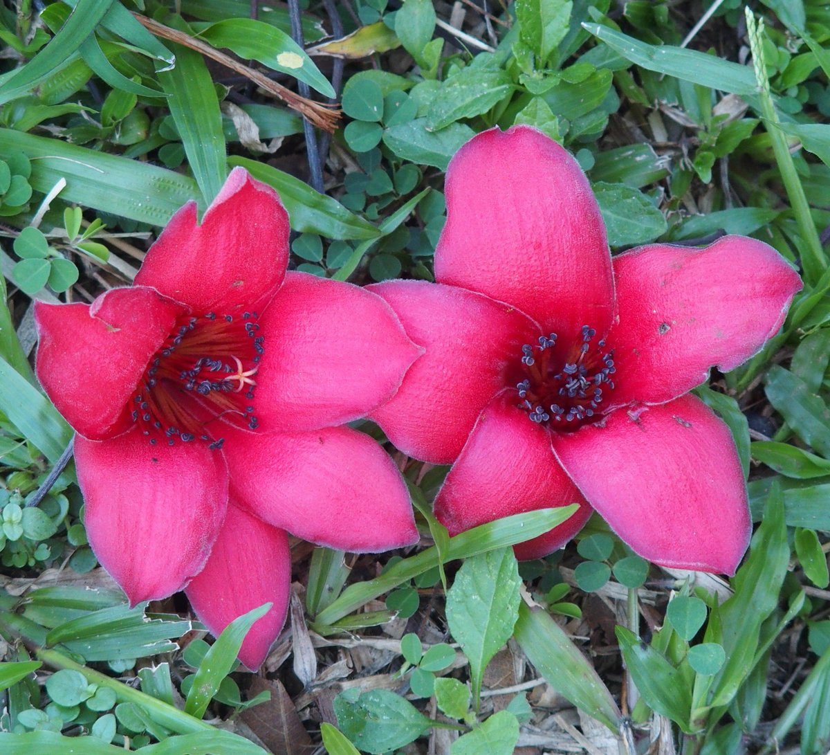 Flowers of Sri Lanka tweet media