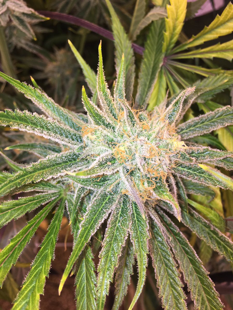 LeefOil's tweet photo. #weloveWA #i502producerprocessor #indoorperpetualgrow #tollandsplitprocessing #b2bsalesandprocessing #co2oil https://t.co/xN1jRwyo1M