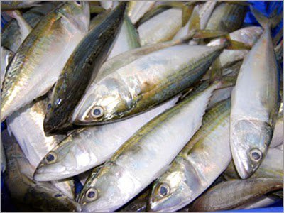 nekmatkl's tweet photo. Ikan kembong #QFish harga RM 8.50/kg di #MFO #Presint 7 #Putrajaya & #PTani #ShahAlam. @LKIM_HQ @moa_gov @shaberyc https://t.co/1GQJ1xK6sJ
