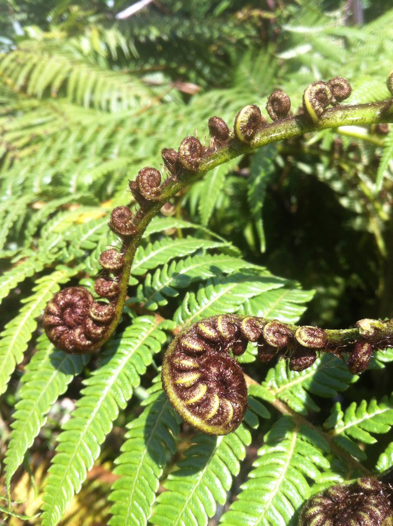 jmrbrock's tweet photo. Unfurling koru (crozier) of ponga Cyathea dealbata #becauseplants #treefern #Waitฤkere https://t.co/dXeOHj6iEM