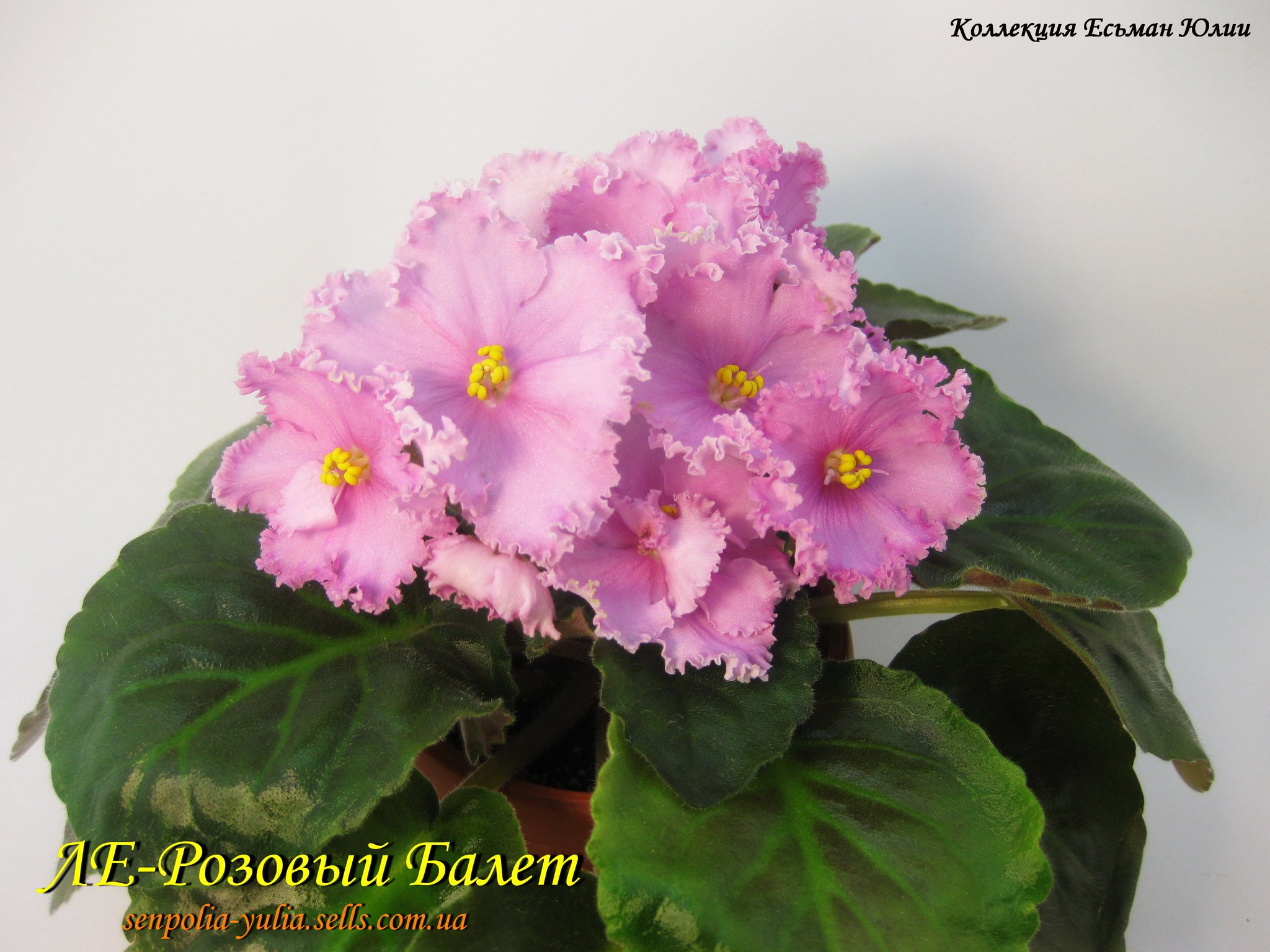 Фиалка снежная королева - MosRosa.ru