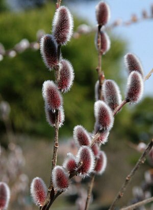salix alba セイヨウシロヤナギ。 葉の下側に柔らかな白い毛が生え、他