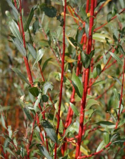 salix alba セイヨウシロヤナギ。 葉の下側に柔らかな白い毛が生え、他