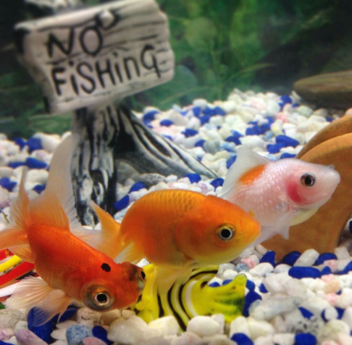 Fish_Feel's tweet image. We love this #nofishing sign! #Fish are #friendsnotfood! #govegan #animals #fishfeel