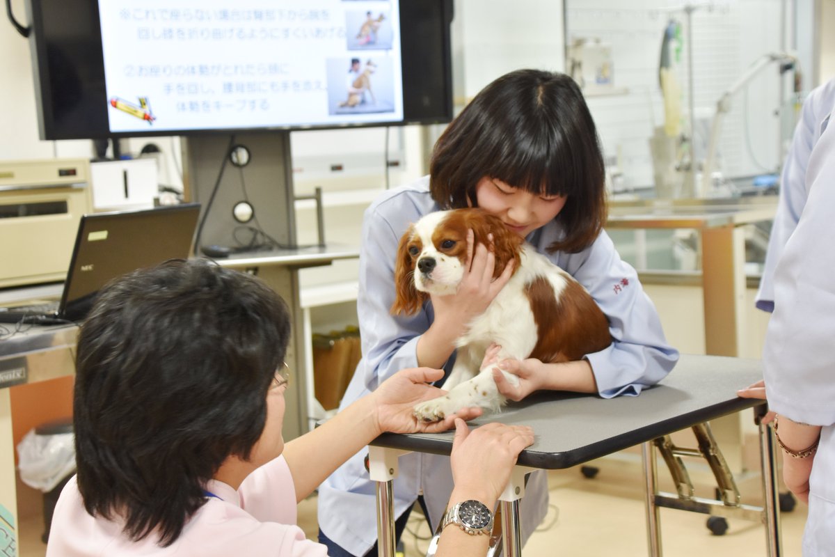 大阪ペピイ動物看護専門学校 今日のオープンキャンパスはいつも以上にアットホームな感じで楽しかったです オープンキャンパス アットホーム ペピイ 動物看護師 犬 保定 学生