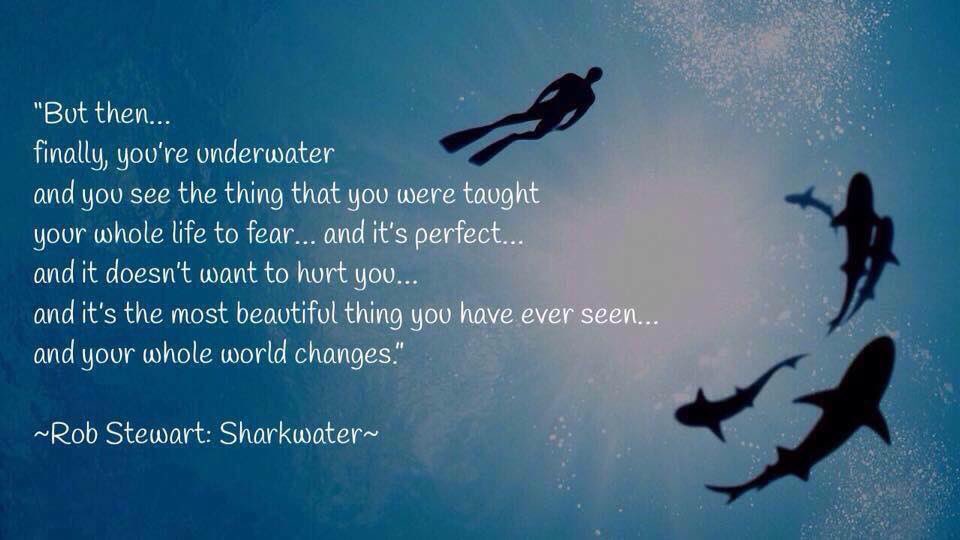 Scubafest2017's tweet photo. #RIPRobStewart #inspiration 🌊🦈❤️ https://t.co/Gwy1XxQmW5