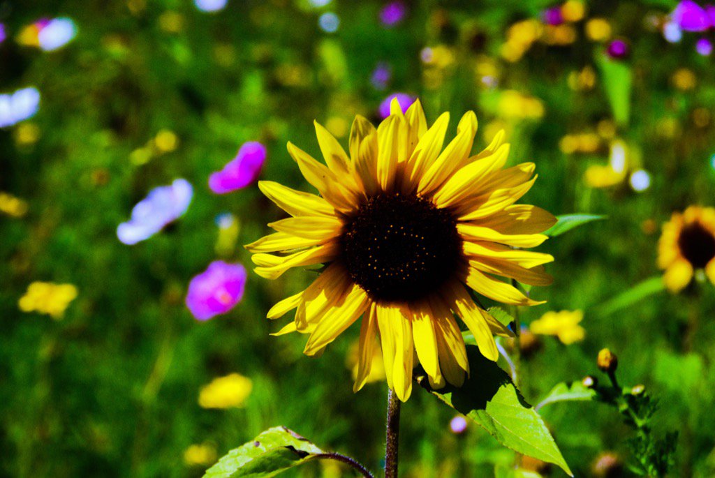 wildflowers hashtag on Twitter