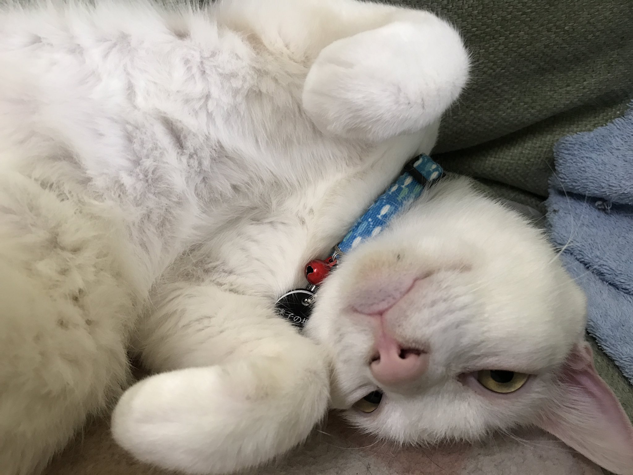 ねこかます さっきからずっとモフり催促の麿白先生 しばしモフると手をモミモミし始めた まさかのスペースキトゥン返りである ねこかます さっきからずっとモフり催促の麿白先生 しばしモフると手をモミモミし始めた まさかのスペースキトゥン返りである