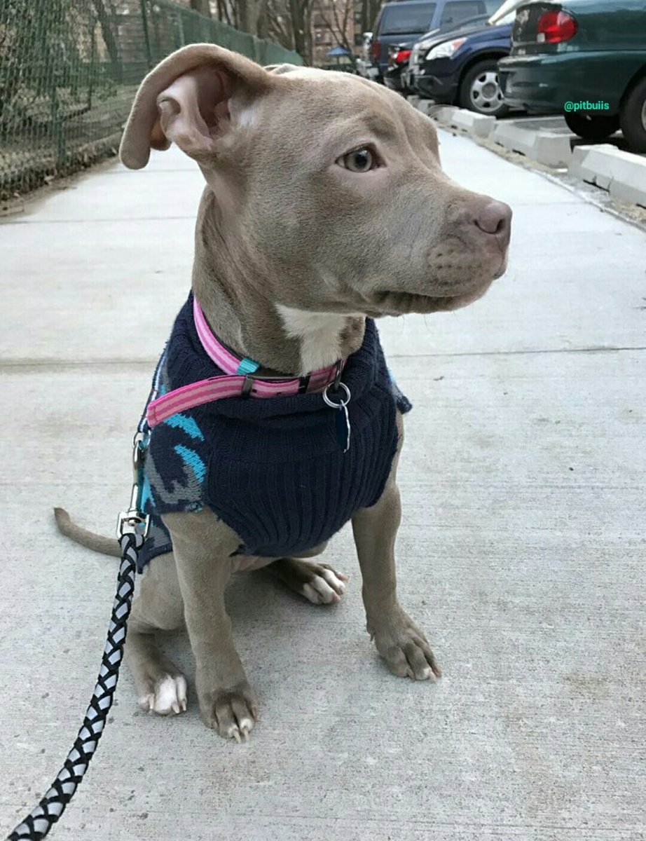 Pit Bulls 🐶 tweet media