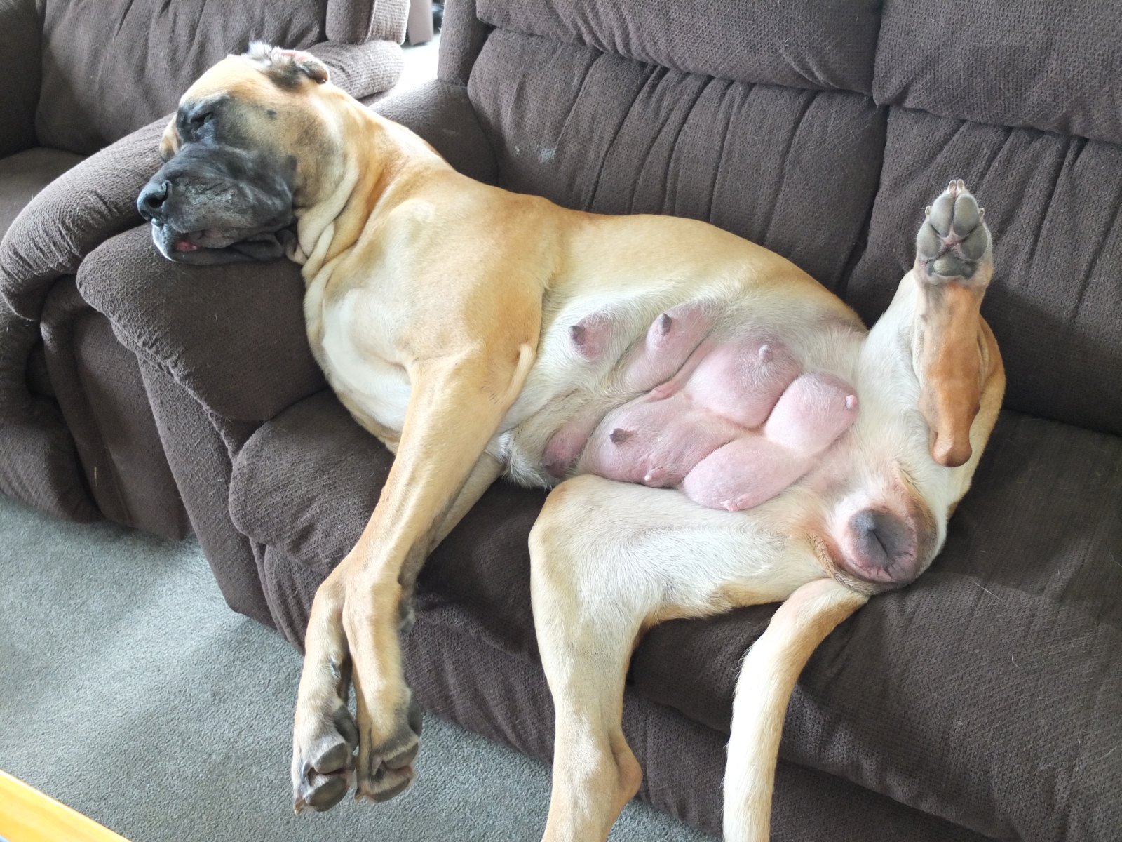 CyberIguana on X: Ｑ：メスケモエロ画像ください Ａ：君は問い合わせ窓口を間違えていると思うよ  t.coJjMPtilyRA  X