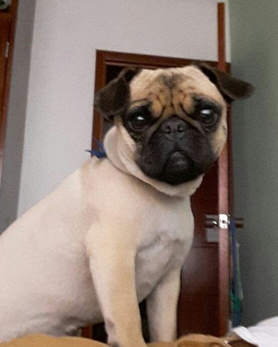 cartagenero67's tweet photo. Hermosa muñeca Sami 🐶 Pug #inkpug #pug https://t.co/p0GXbJjSOJ