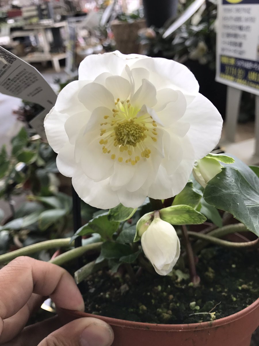 ガーデンセンター宇都宮店】 キレイなクリスマスローズ入荷しました