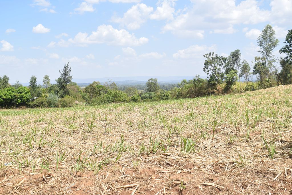 hwereh's tweet photo. Farming in the Wake of Water Scarcity in Kenya https://t.co/VFjoTpbBVA https://t.co/tYW7OURmao