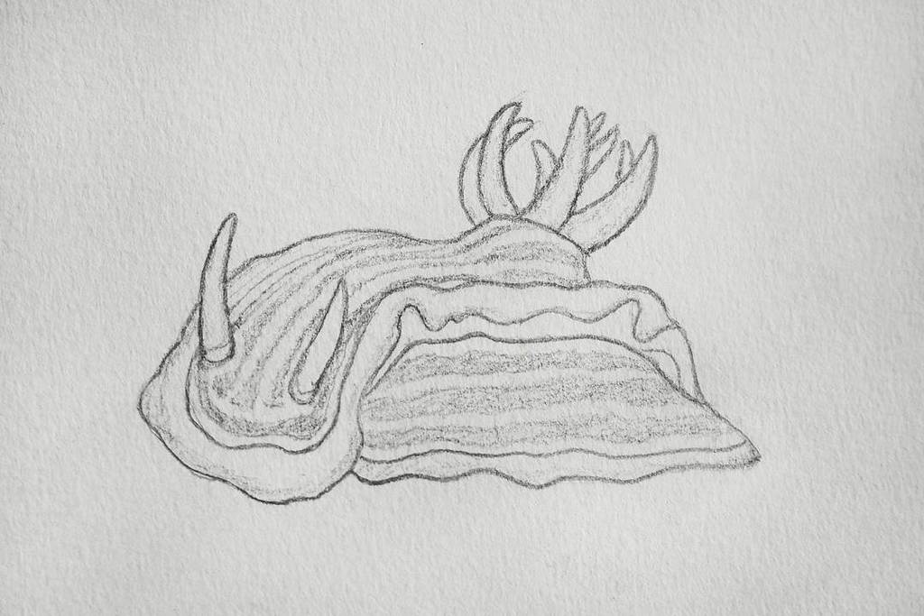 Sea slug. 
#pencil #pencildrawing #seaslug #marine #drawing #illustration ift.tt/2laScud