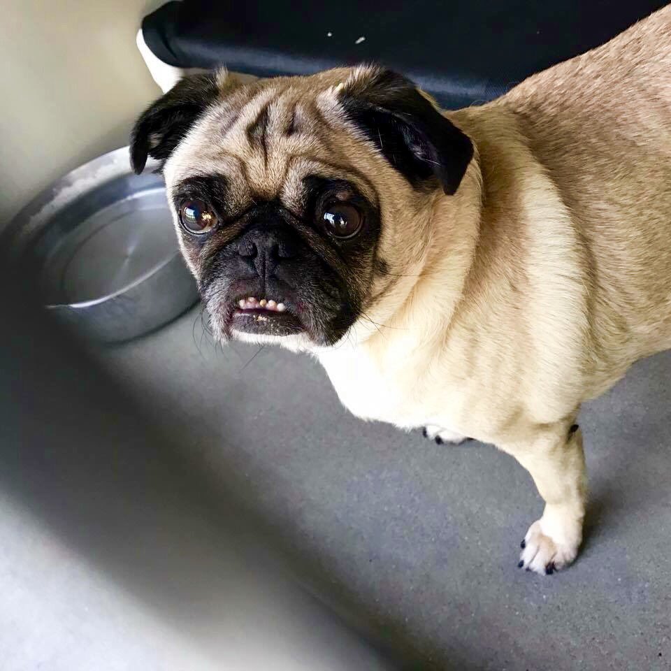 pupaid's tweet photo. All sorts of breeds &amp; crossbreeds are waiting in rescue. So visit your local shelter today &amp; save a life :) #adopt https://t.co/SNfK8wJIxD