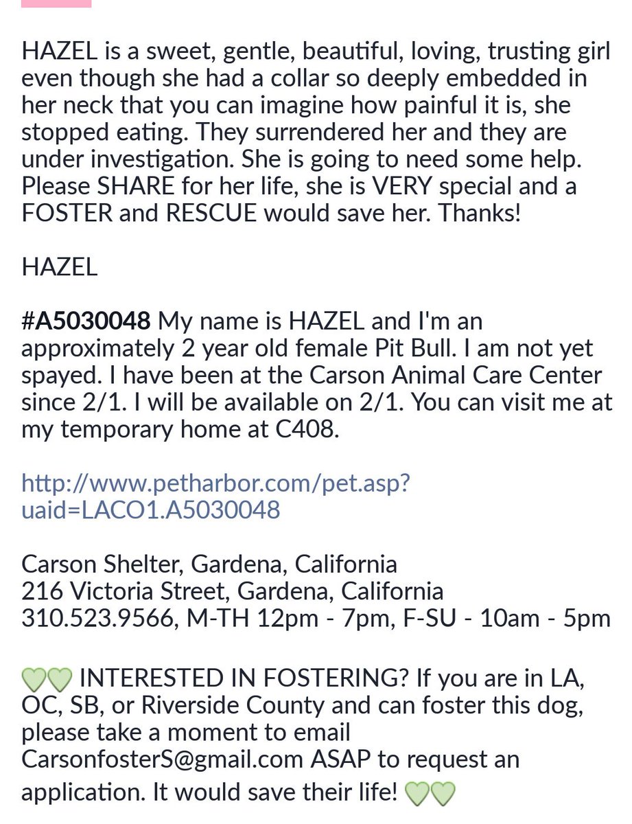 Whitehot77's tweet photo. HAZEL Beautiful 2 y/o #WhitePitbull #NotSpayed @ #Carson #HighKillShelter #Gardena #Ca #rescue #foster #pledge #adopt #beahero https://t.co/8oztzJahKz