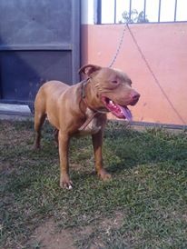 wuilluo's tweet photo. Mi gran cachorro lo kiero.!😎 https://t.co/Eb0xwyEJMa