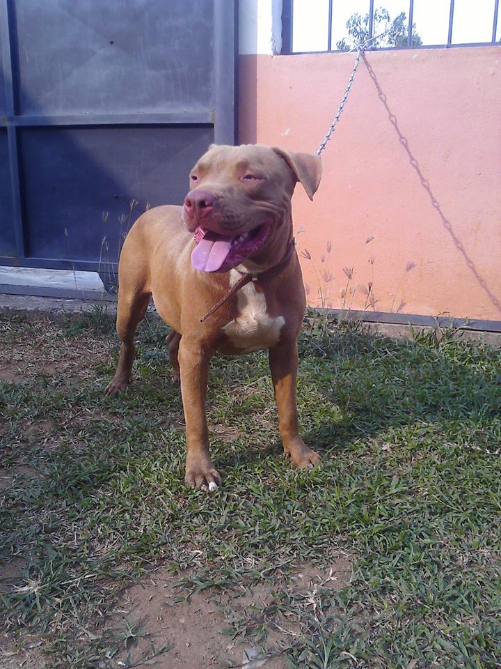 wuilluo's tweet photo. Mi gran cachorro lo kiero.!😎 https://t.co/Eb0xwyEJMa