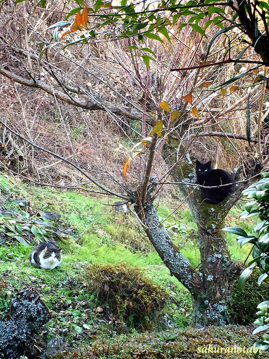 sakuranotabi's tweet photo. そう言えば、山麓の家の裏庭に
菱田春草の絵みたいな黒猫がいたっけ。画集を見て思い出した(笑) https://t.co/QHL6MgsEWH