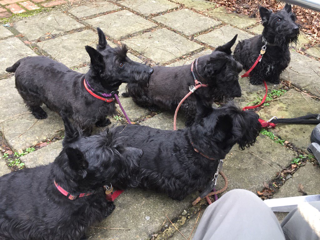 HettieMegan's tweet photo. @treatmentroom we at the pub 🐾🐾🐾🍷 https://t.co/bGLFfjSwdK