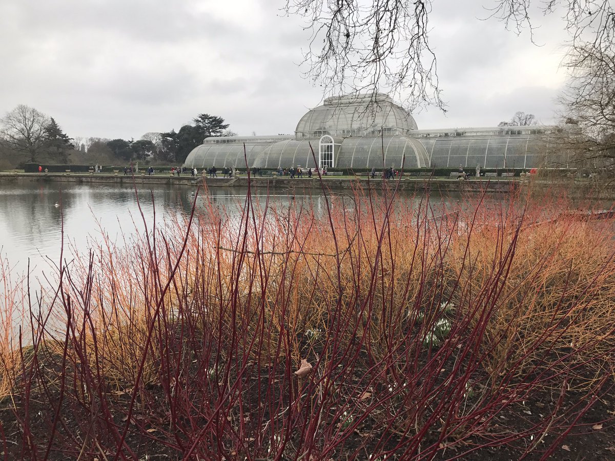 GardenDesignGL's tweet image. Cornus setting light to a beautiful Kew Gardens backdrop #winterstructure