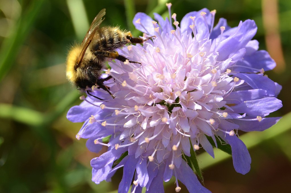 savetheNWC's tweet photo. Lets make #Knowsley the #wildflower borough again! #savetheNWC  #nature https://t.co/mLrv6c5Lvp