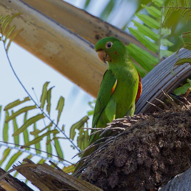 ParrotOfTheDay's tweet image. White-eyed parakeet in a palm, Tonka Island, Suriname #ParrotOTD. Paul van Giersbergen via @ibirdcollection