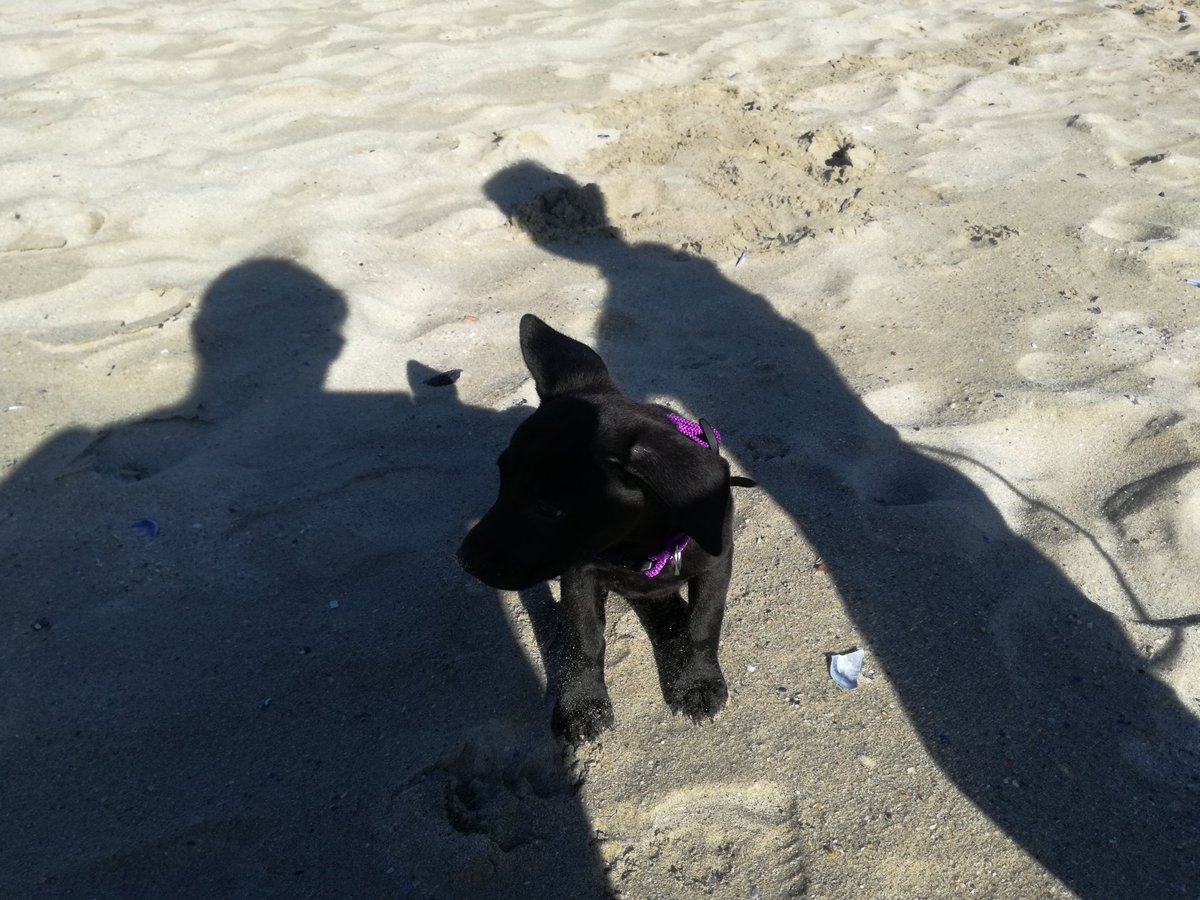 genieg79's tweet photo. Puppy's first time at the beach #gordonsbay https://t.co/Je9l5m0bsc