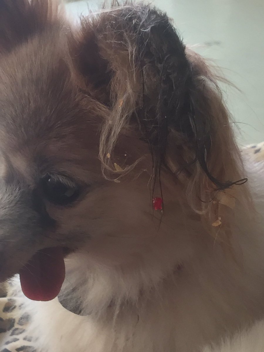 _CowardlyDog's tweet photo. Classy bird https://t.co/2tWO6PeDyd
