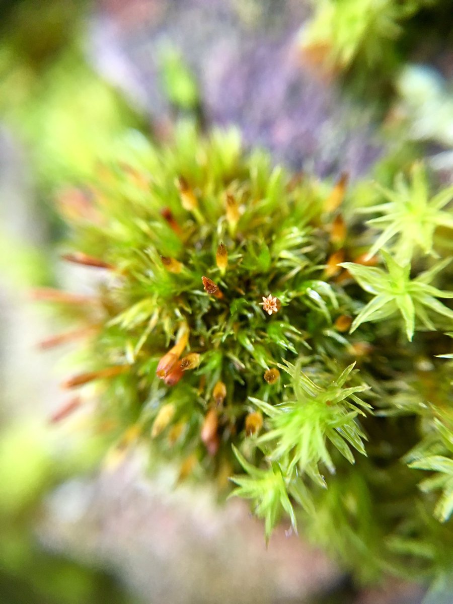botany_beck's tweet photo. Can anyone please recommend a good budget microscope for a beginner to #bryophytes Thank you! #moss #bryos @BBSbryology https://t.co/2XRkKejG6F