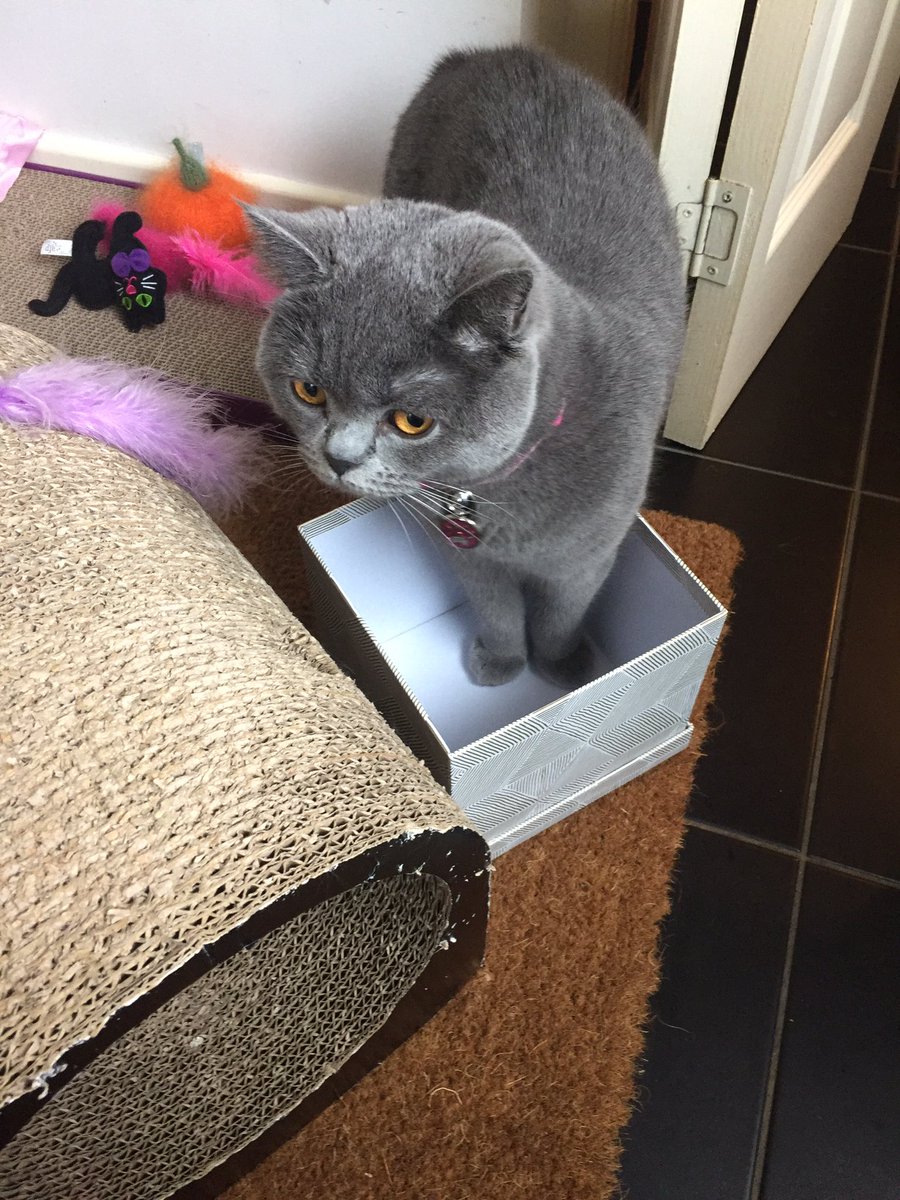 clawdiathecat's tweet photo. If I fits.....I erm.....hmmm.....don't 😹#CatboxSunday #WorthATry #CatLife #CatsOfTwitter 😻
@hugo4de https://t.co/G23KPOXLj8
