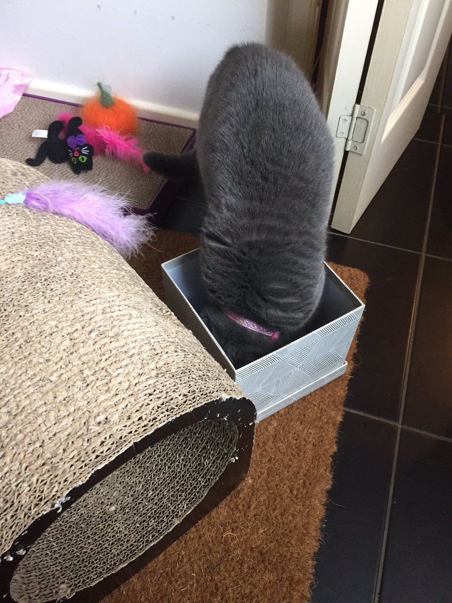 clawdiathecat's tweet photo. If I fits.....I erm.....hmmm.....don't 😹#CatboxSunday #WorthATry #CatLife #CatsOfTwitter 😻
@hugo4de https://t.co/G23KPOXLj8