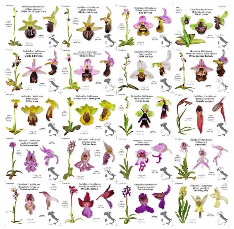 Wild Adventure Spain (@wildadventuresp) on Twitter photo ¿Tienes ganas de fotografiar orquídeas silvestres? Mañana os mostraremos la solución en <a href="/wildadventuresp/">Wild Adventure Spain</a> ¿Tienes ganas de fotografiar orquídeas silvestres? Mañana os mostraremos la solución en <a href="/wildadventuresp/">Wild Adventure Spain</a>