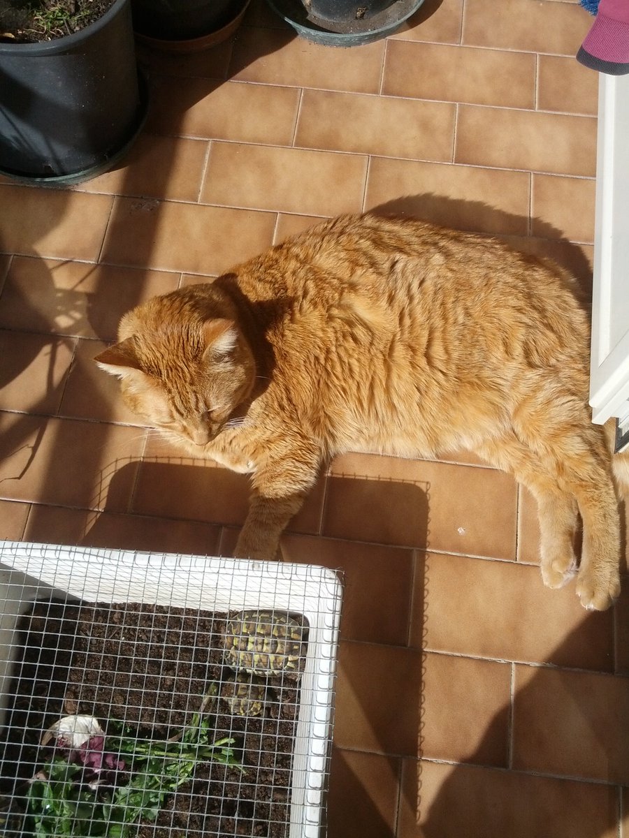 Graziella_bi_1's tweet photo. @VerdiniMario buona domenica anche a te, Mario... #fortunaChe oggi c'è il sole, così finalmente possiamo godere in pieno questo riposo :)) https://t.co/BvLOjN9I3J