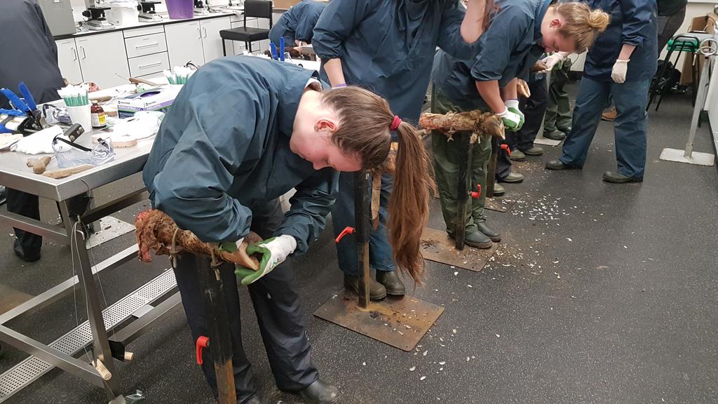 Tamar_Hoofcare's tweet image. Fantastic day yesterday teaching functional trimming/blocking/antatony to vet students, with @SaraPedersen3 &amp;amp; @JKirbyFT   #FAVS2017