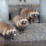 たぬきが絶滅していないのが凄い!実は不思議な生態だった!